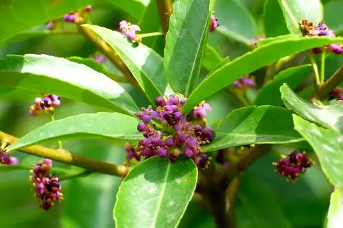 冬青冬青科冬青属