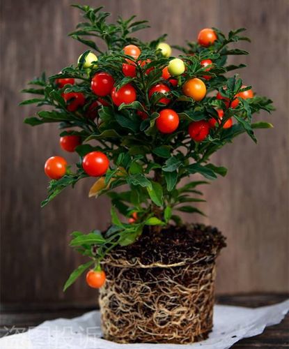 珊瑚樱盆栽冬珊瑚室内阳台盆栽珊瑚豆吉庆果观果植物四季果看樱桃