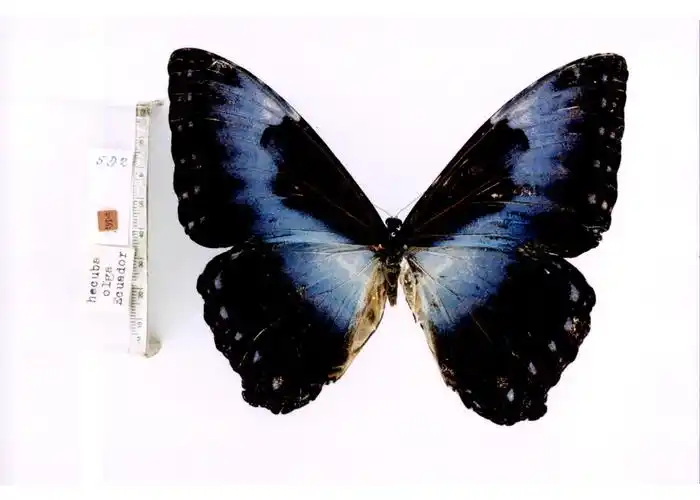 p>月神闪蝶指名亚种, i>morpho cisseis cisseis  /i>(felder &