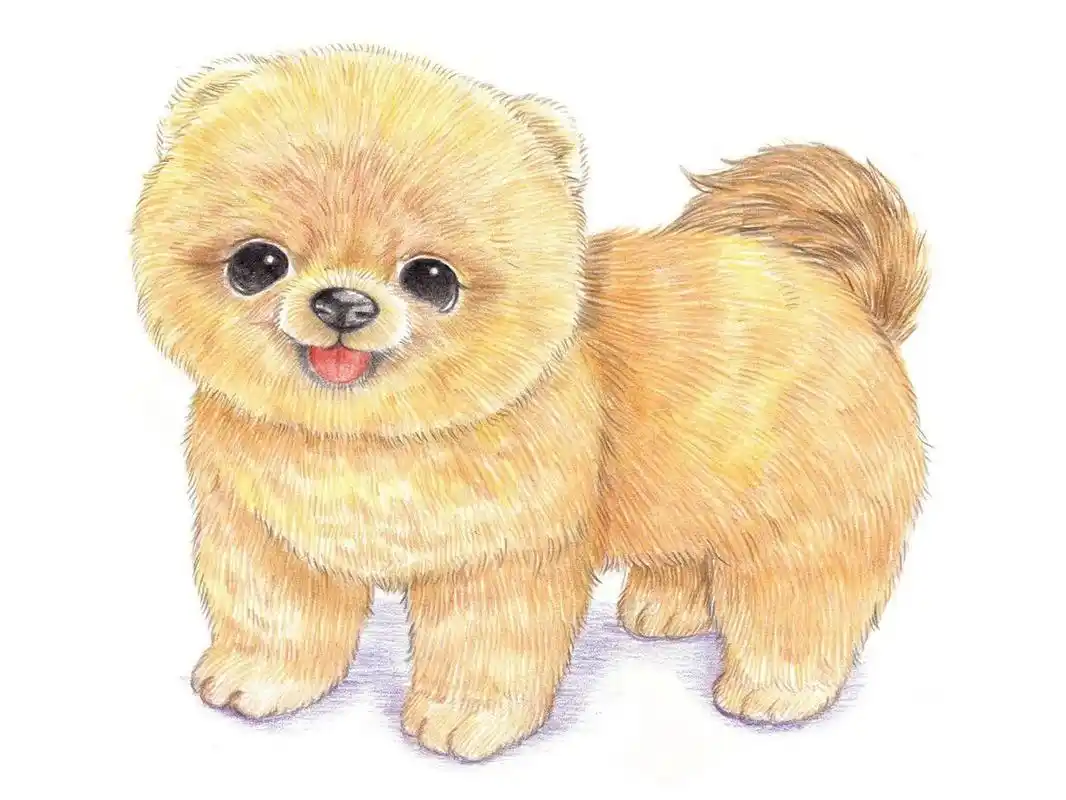 彩铅小动物-博美犬 绘画要点 1,修剪毛发后的博美大身体是圆滚滚的.