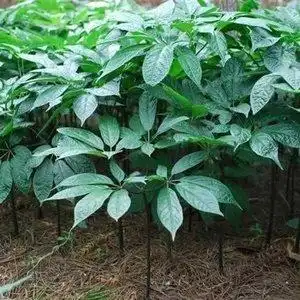 七七种植苗根f 三七苗 云南文山土田七苗种根 树三三盆栽材茎