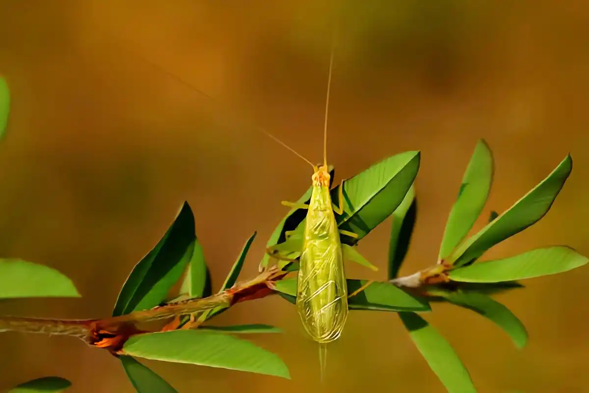 竹蛉别名青竹蛉,中华树蟋,台湾树蟋,是直翅目,蟋蟀科昆虫