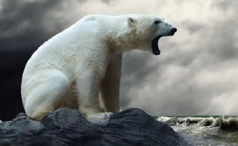 骨瘦如柴的北极熊究竟经历了什么?