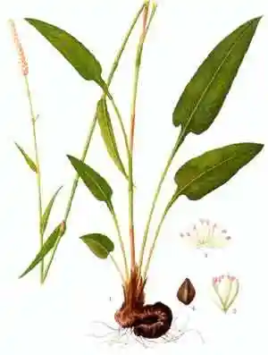 紫参的功效与作用本草纲目草部一紫参