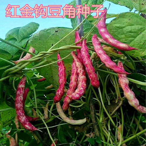 红金钩油豆种子东北红金勾面豆角种籽彩虹豆无筋红芸豆特色蔬菜