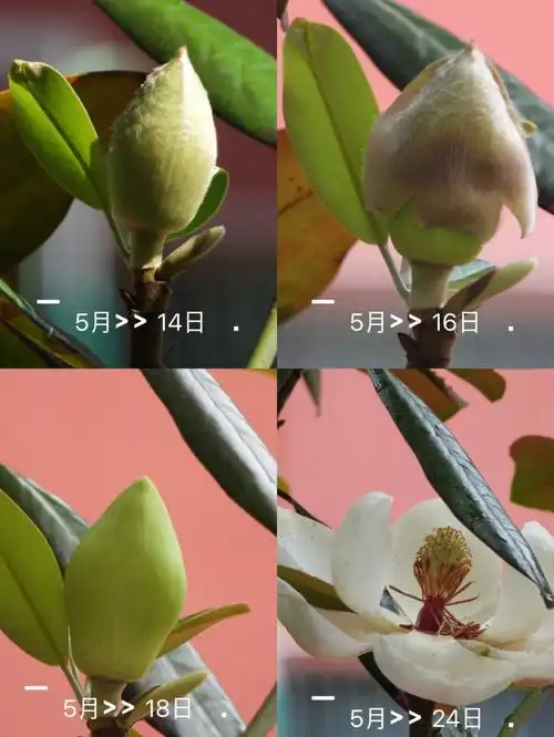 广玉兰开花过程