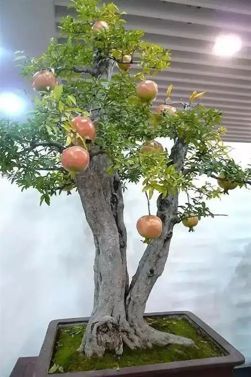 牡丹石榴盆景的管理基本与盆栽植株相似,以保持树形优美,促进开花