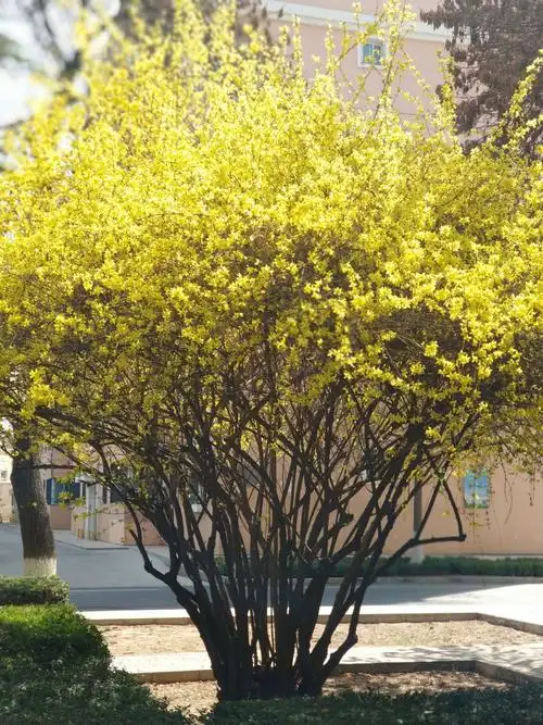 繁花一树开 - 美篇