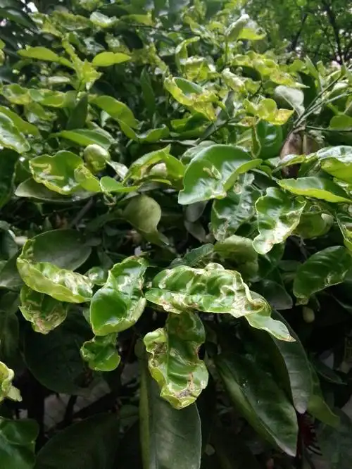 我的柚子树怎么了,得了什么病,要怎么治?