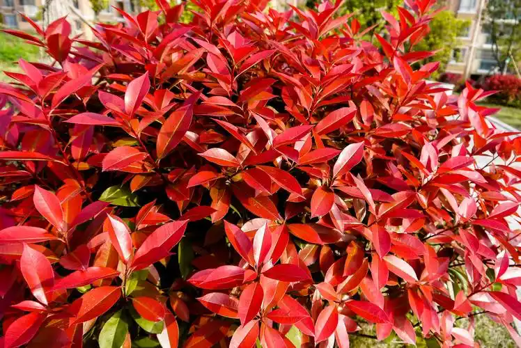 红叶石楠(红罗宾,红唇)