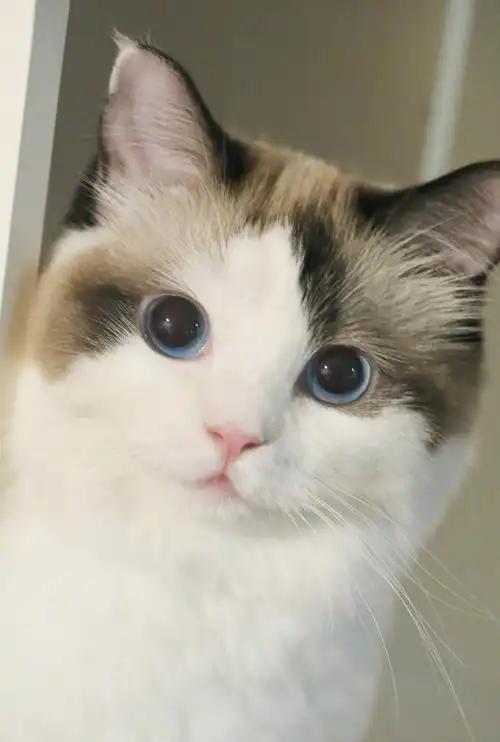 猫咪头像图片 萌宠小动物头像图片