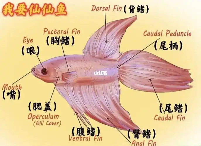 泰国斗鱼身体部位图7575_泰国_绿岛国际攻略_新手_泰国斗鱼_宠物