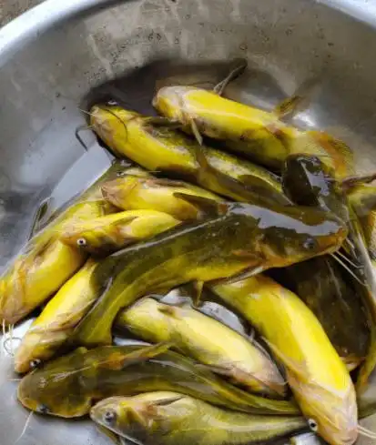 这种黄骨鱼不建议吃,我也是今天才知道,很多人都在买,都看看_时候