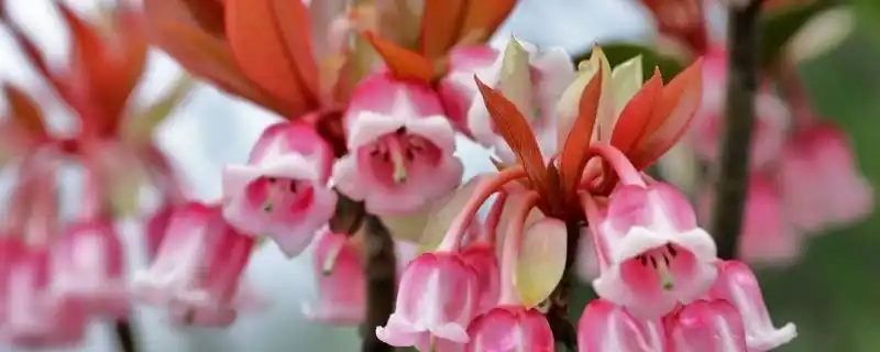 栽种技术时,需选择底部花枝多孔的花盆吊钟作为容器,将园布纹土,木屑