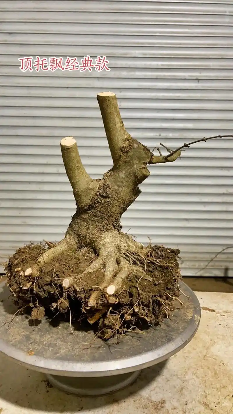 盆景素材 - 魏魏对节白蜡盆景园 - 抖音