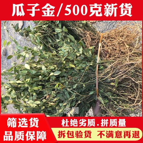 瓜子金中药材干瓜子金中草药来马回 勒马回 辰砂 惊风草野生包邮