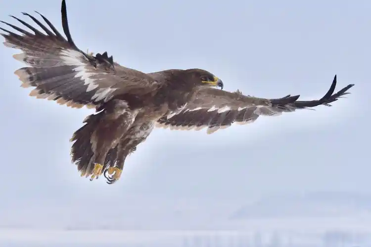 其它 大雕傲雪斗酷冬 写美篇冰雪酷冬,草原雕翱翔