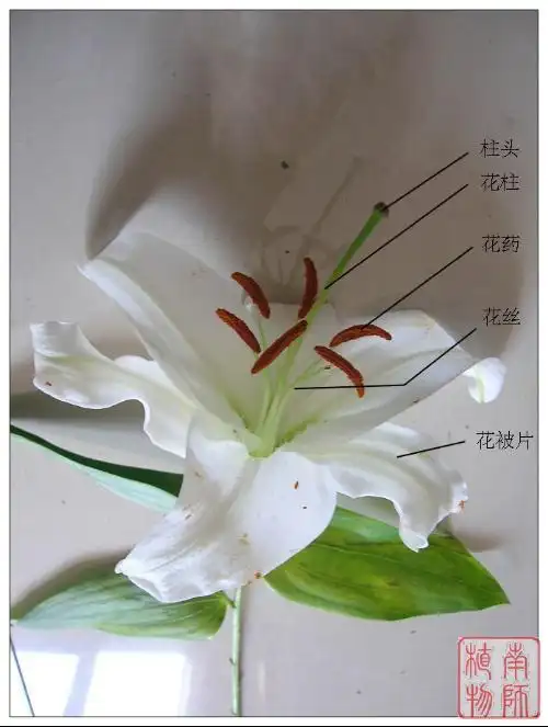 请问百合花的蜜腺沟位于花朵的什么位置