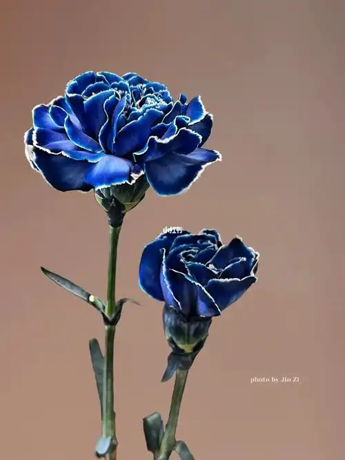 哥伦比亚康乃馨|海蓝之谜 我的蓝色康乃馨_康乃馨_海蓝之谜怎么样