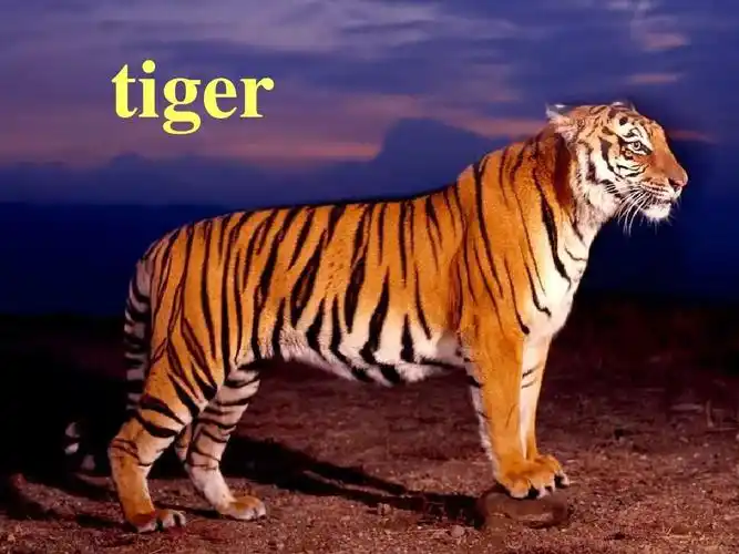 七年级英语does the tiger eat meat课件2ppt