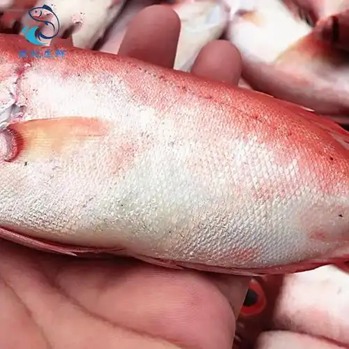 顺丰速运 福建新鲜大眼鲷大目鱼大目莲红目鲢鸡目海鲜 关注领卷