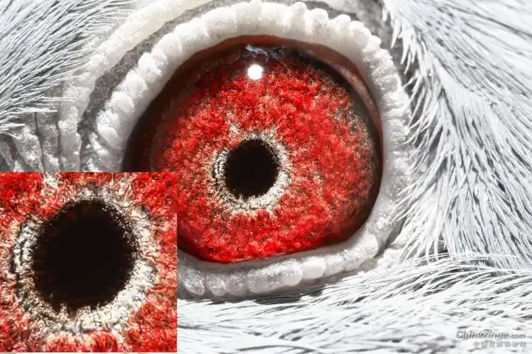 来一组高级沙眼种鸽