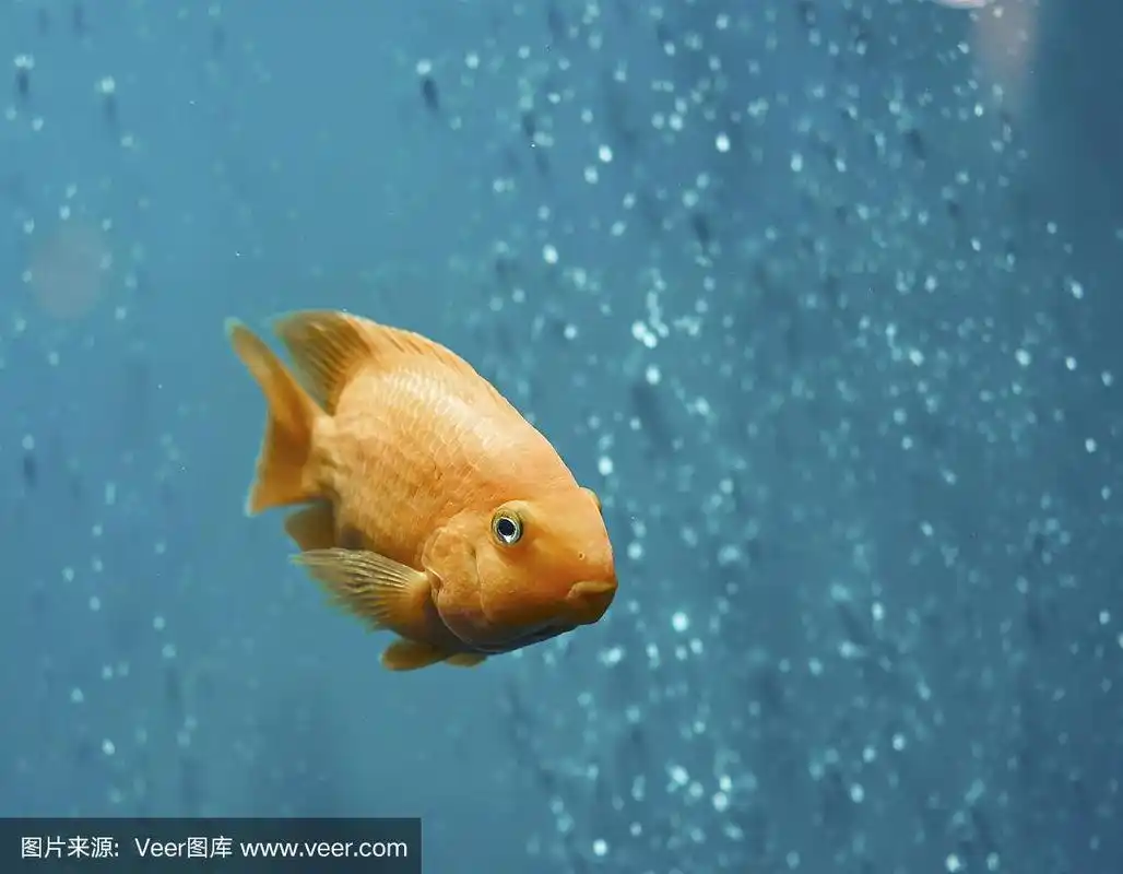 金鱼在蓝色的水里游泳