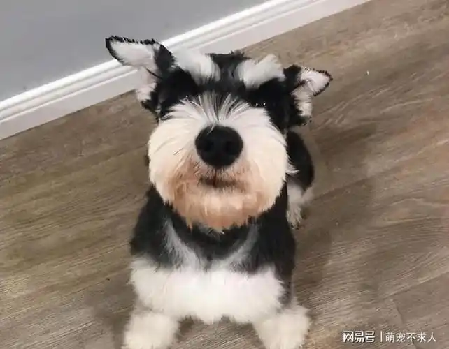 雪纳瑞的7大优点,养过的人都会"上瘾"|狗粮|宠物|犬科