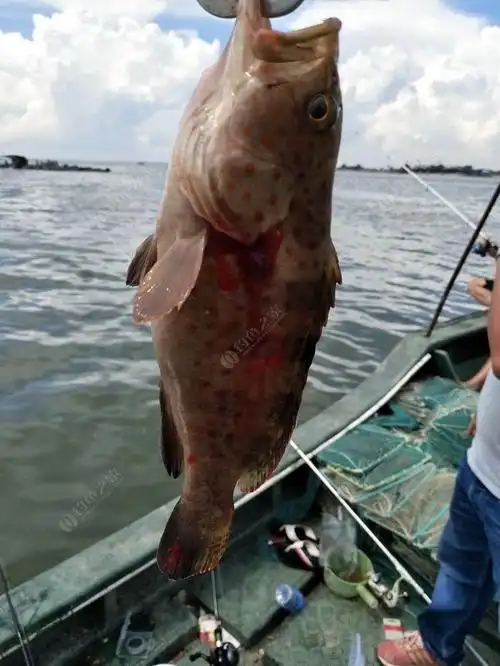 第一次钓到石斑鱼
