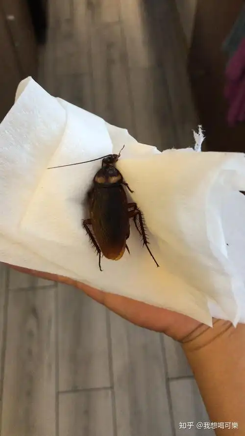 南方的蟑螂真的很大吗