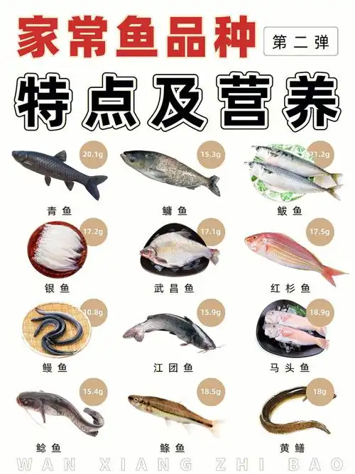 鱼类说明书第二弹常见家常鱼特点及营养