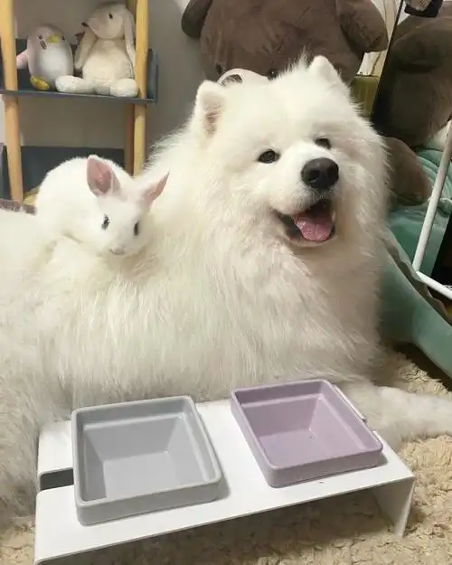 两个毛团子也太太太提升幸福感了