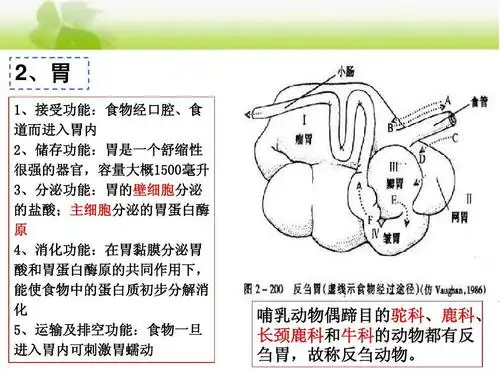 鹿科, 长颈鹿科和牛科的动物都有反 刍胃,故称反刍动物