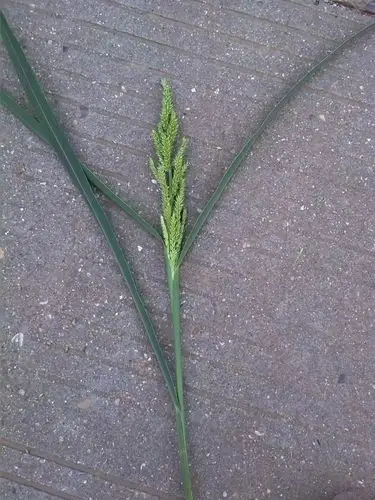 杂草图册26种阔叶杂草11种尖叶杂草