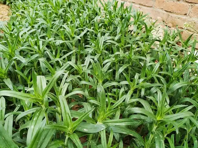 "柳叶菜",学名未知