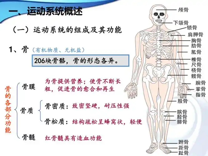 学前儿童运动系统的特点及保健pptppt