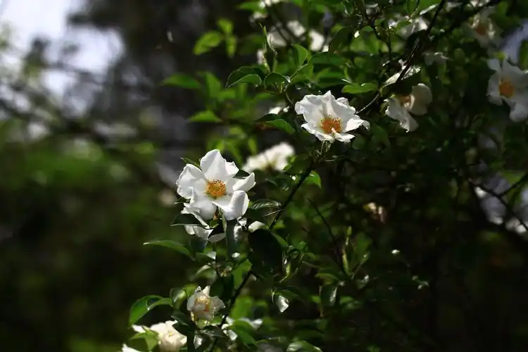 金樱子蔷薇科蔷薇属