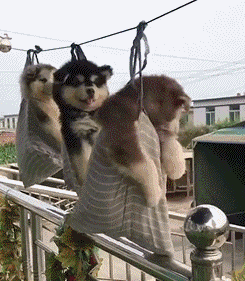 搞笑内涵:今天不做生意,我儿媳妇要来!