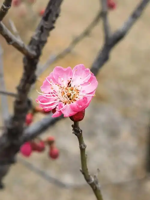 正月十三,梅花开了
