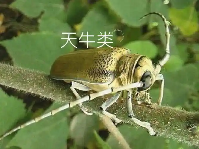 橙子  #天牛类  天牛类5-8月,晴天中午人工捕杀星天牛和绿桔天牛成虫