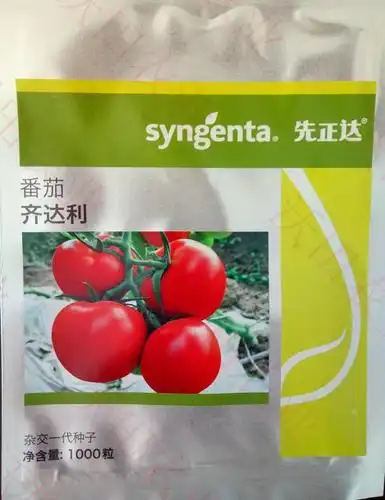 种子番茄西红柿大红红果型高产抗病1000粒先正达齐家庭园艺种子