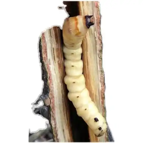 刺虫浙江野生米虫倒督黄狼虫黄寮狼鸟雀不踏阎王其他药食同源食品