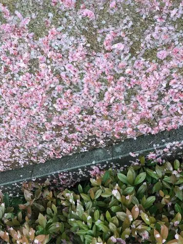 闺女想看看花瓣雨是什么样子,刚好下雨了,拍个照片,让她认识一下.