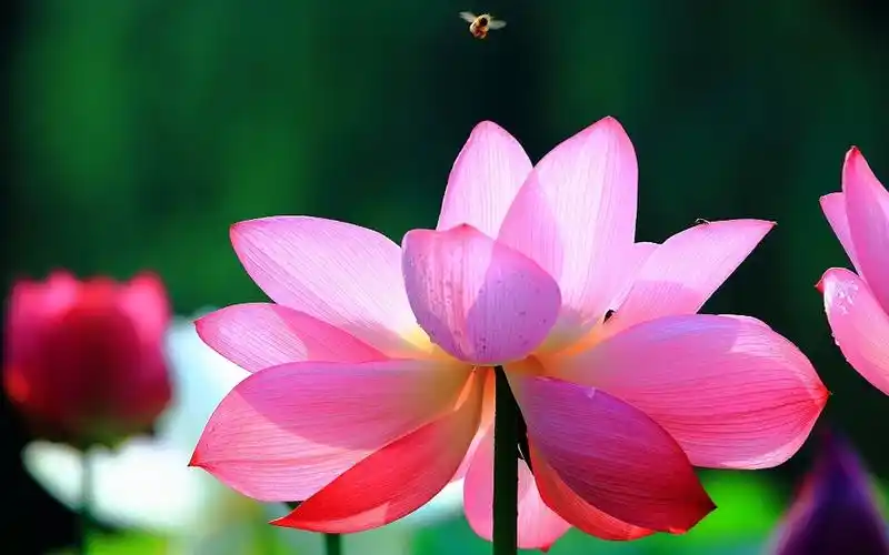 【很舒心助眠轻音乐】,淙淙流水 悦耳鸟鸣,希望每天都有个好心情