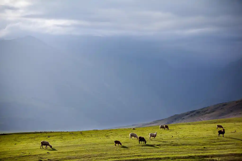 群羊山中放牧,群羊山中放牧.吉尔吉斯斯坦天山