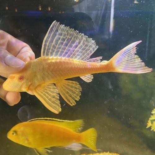 红眼女王大帆鱼缸清理热带观赏鱼清道鱼鱼道夫