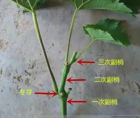 葡萄栽培学基础——芽