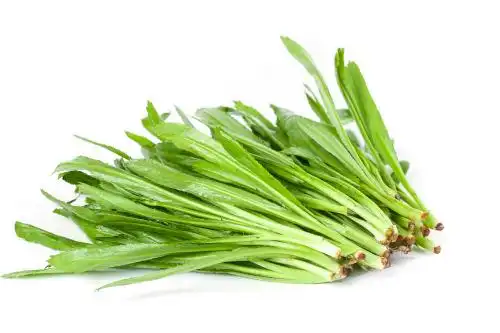 白底上的大香菜 刺芫荽