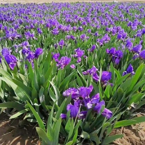 蓝花鸢尾苗室内路易斯安娜鸢尾花紫色鸢尾耐湿耐阴宿根
