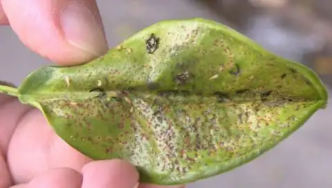 专家指出这些小黑虫为榕管蓟马蓟马中的一种据介绍,榕管蓟马主要寄生